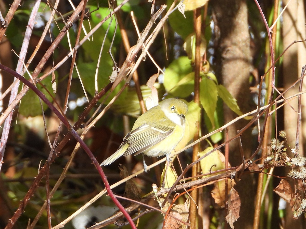 White-eyed Vireo - ML645353116