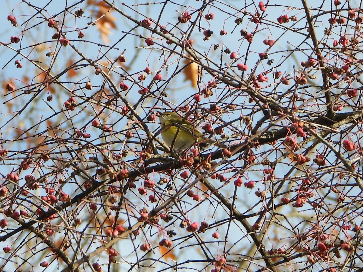 White-eyed Vireo - ML645353117