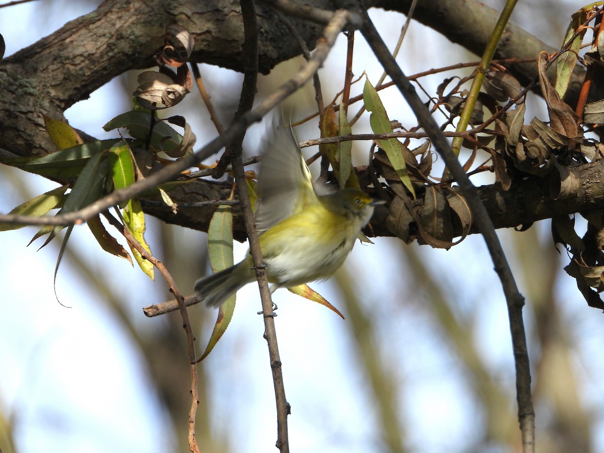 White-eyed Vireo - ML645353120