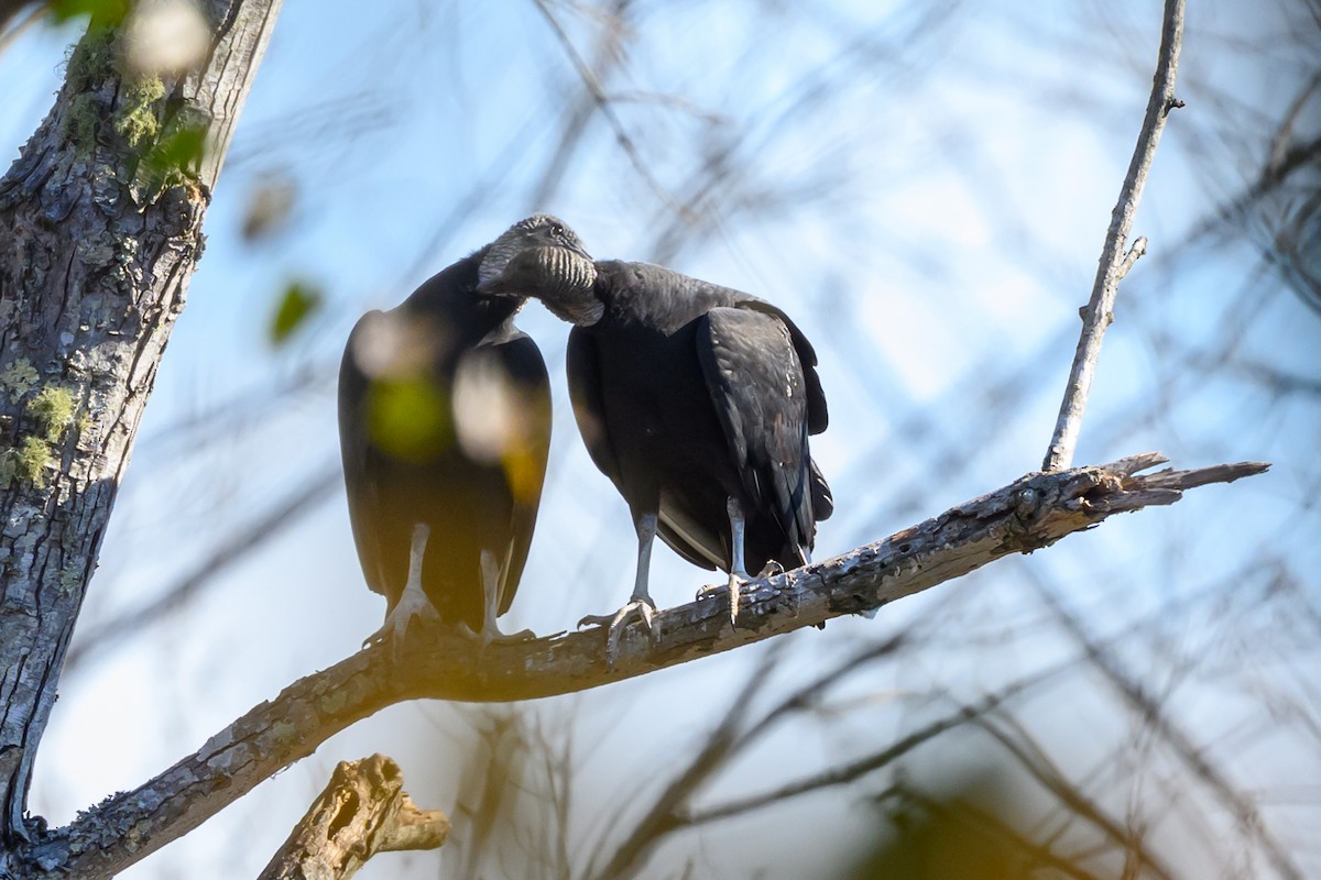Black Vulture - ML645353124
