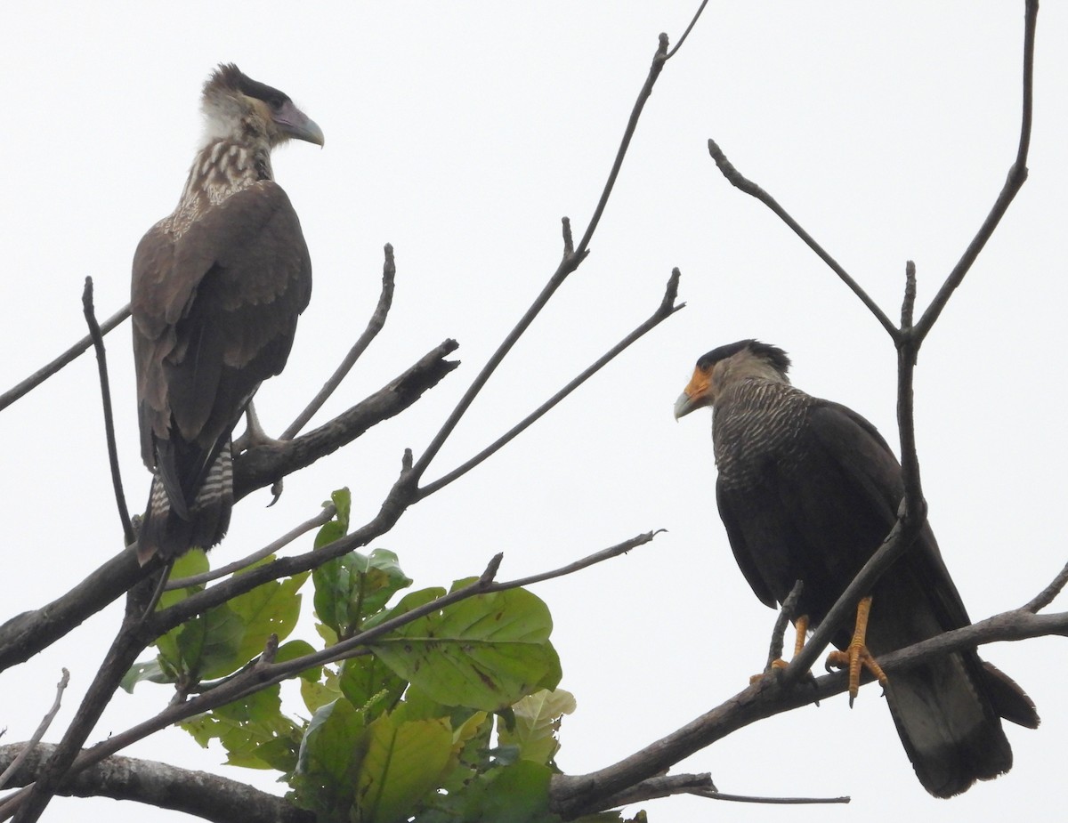 Crested Caracara - ML645353125