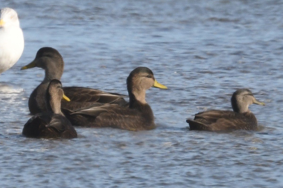 American Black Duck - ML645353128