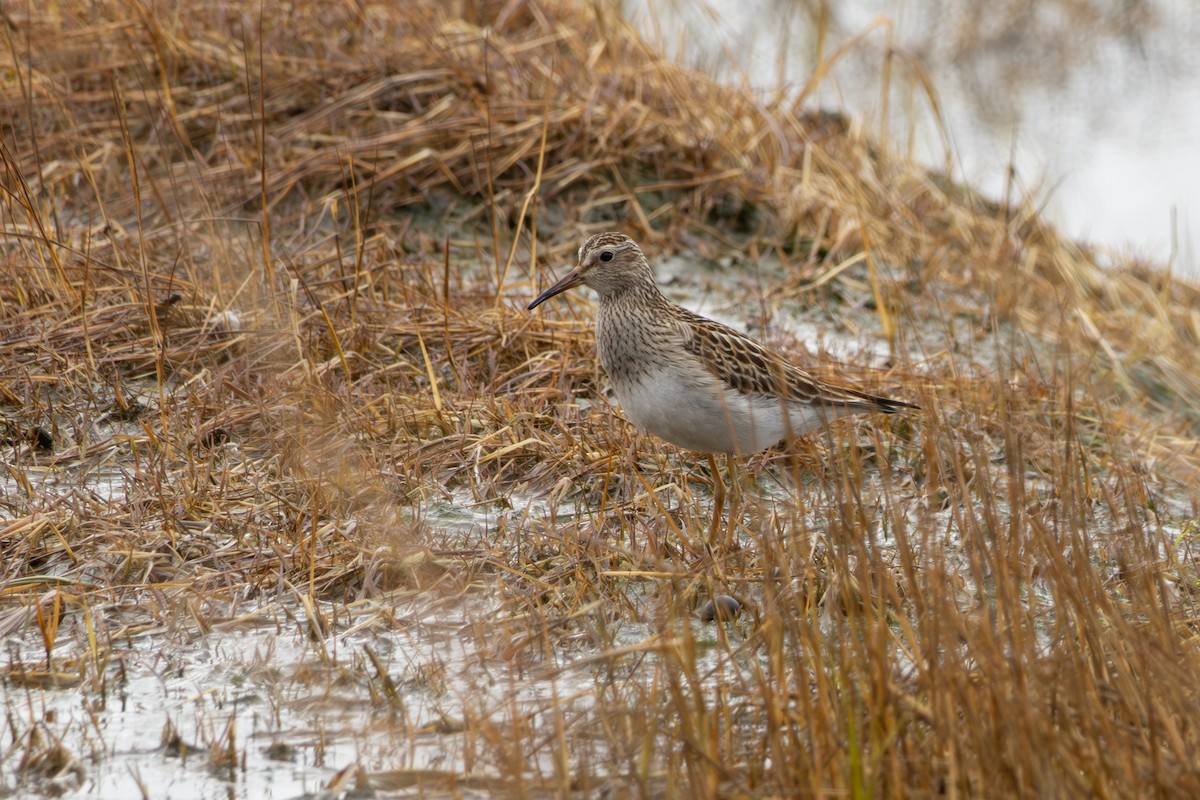 Pectoral Sandpiper - ML645353132