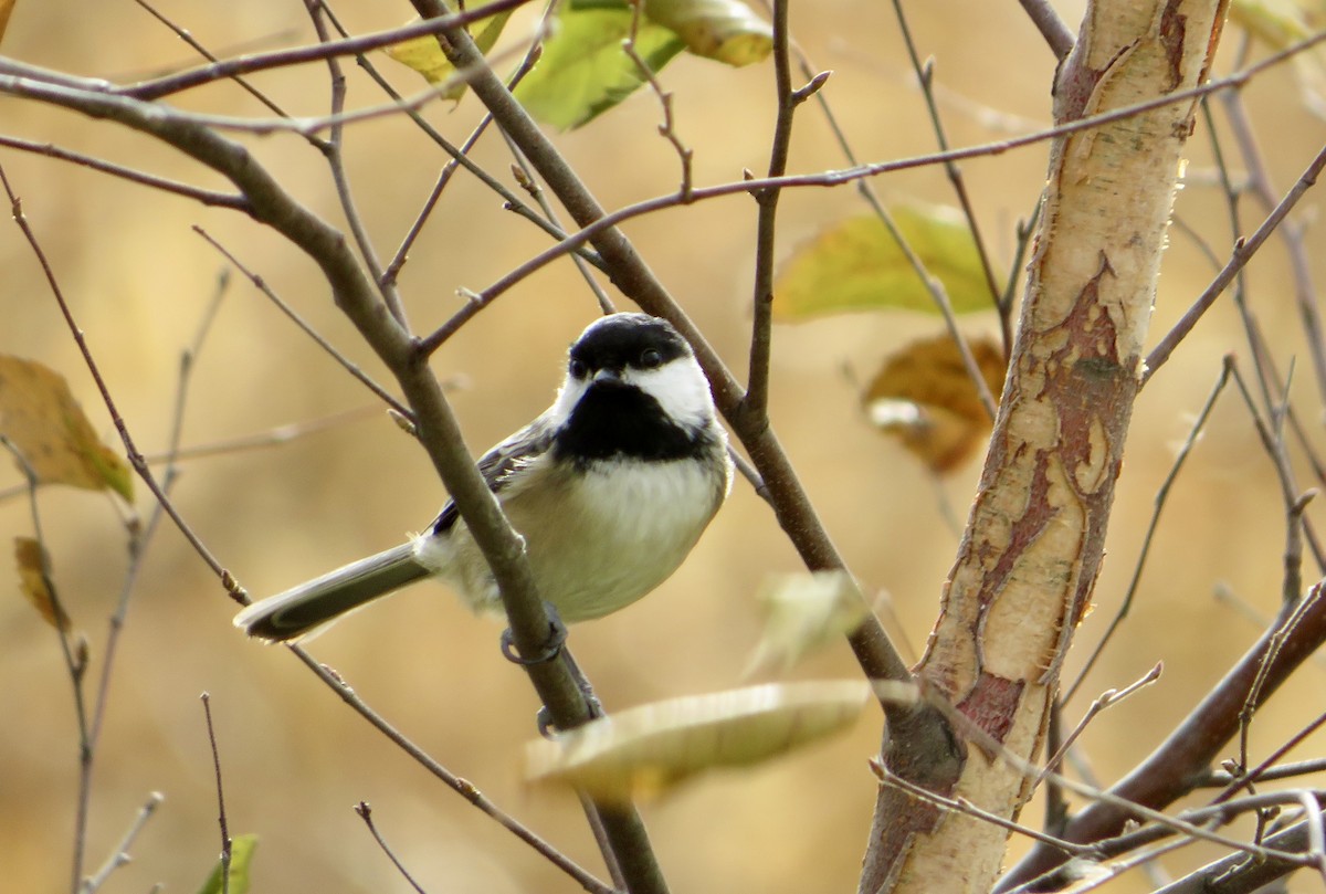 Black-capped Chickadee - ML645353137