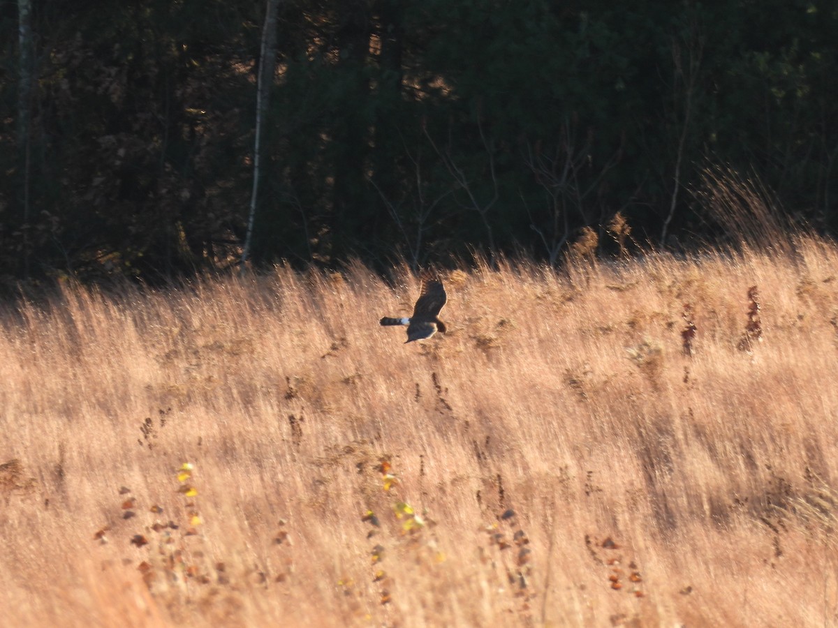 Northern Harrier - ML645353138
