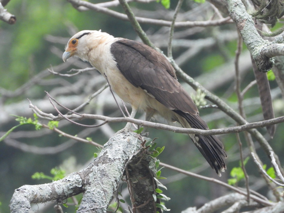 Yellow-headed Caracara - ML645353139