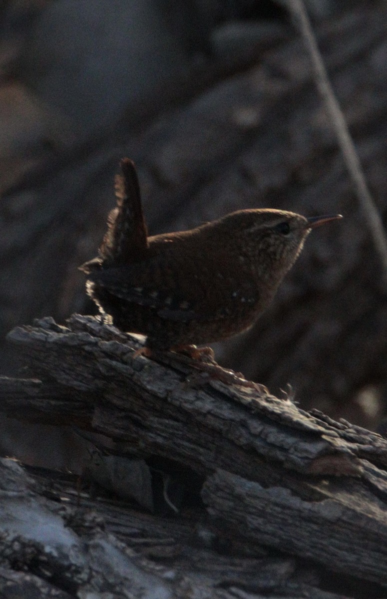 Winter Wren - ML645353150