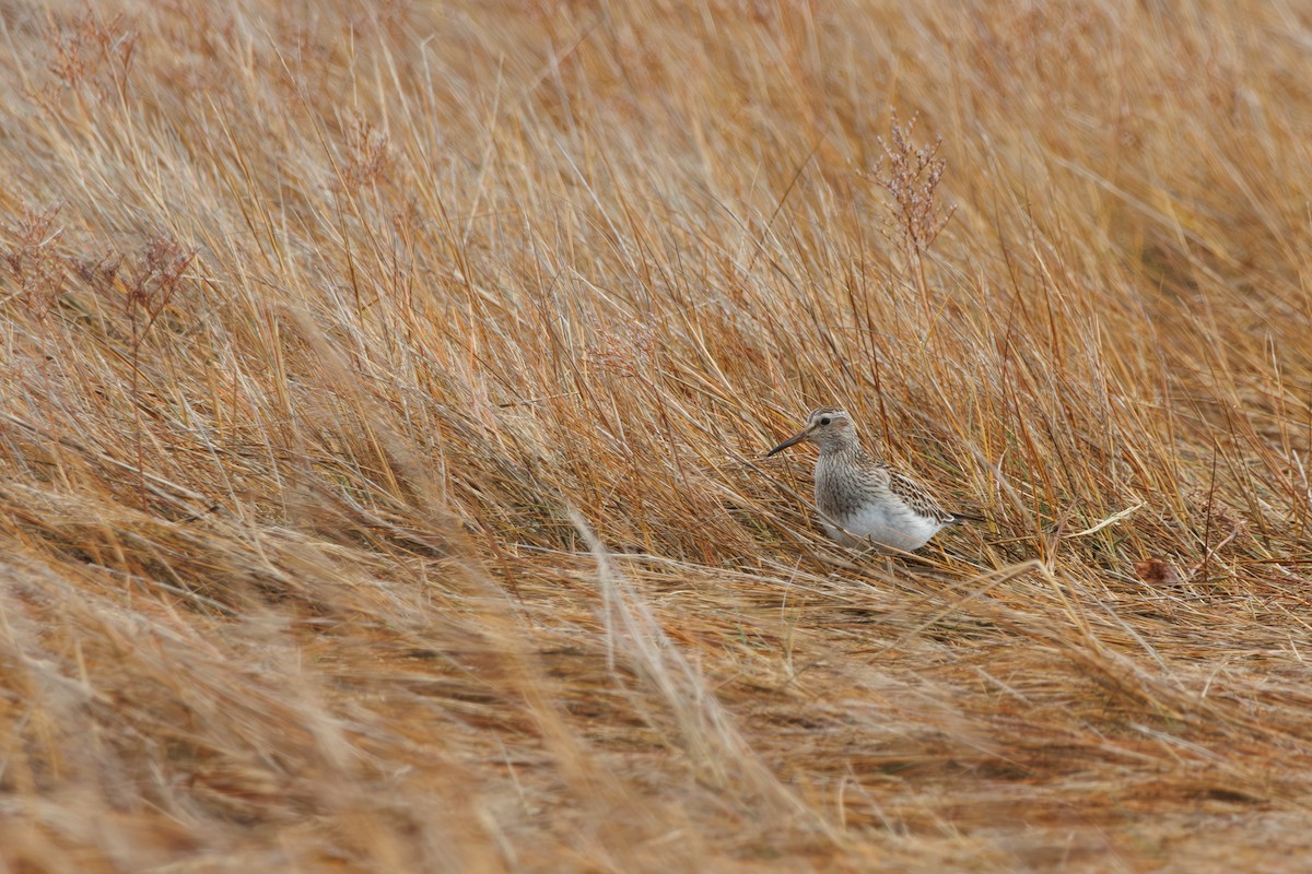 Pectoral Sandpiper - ML645353151