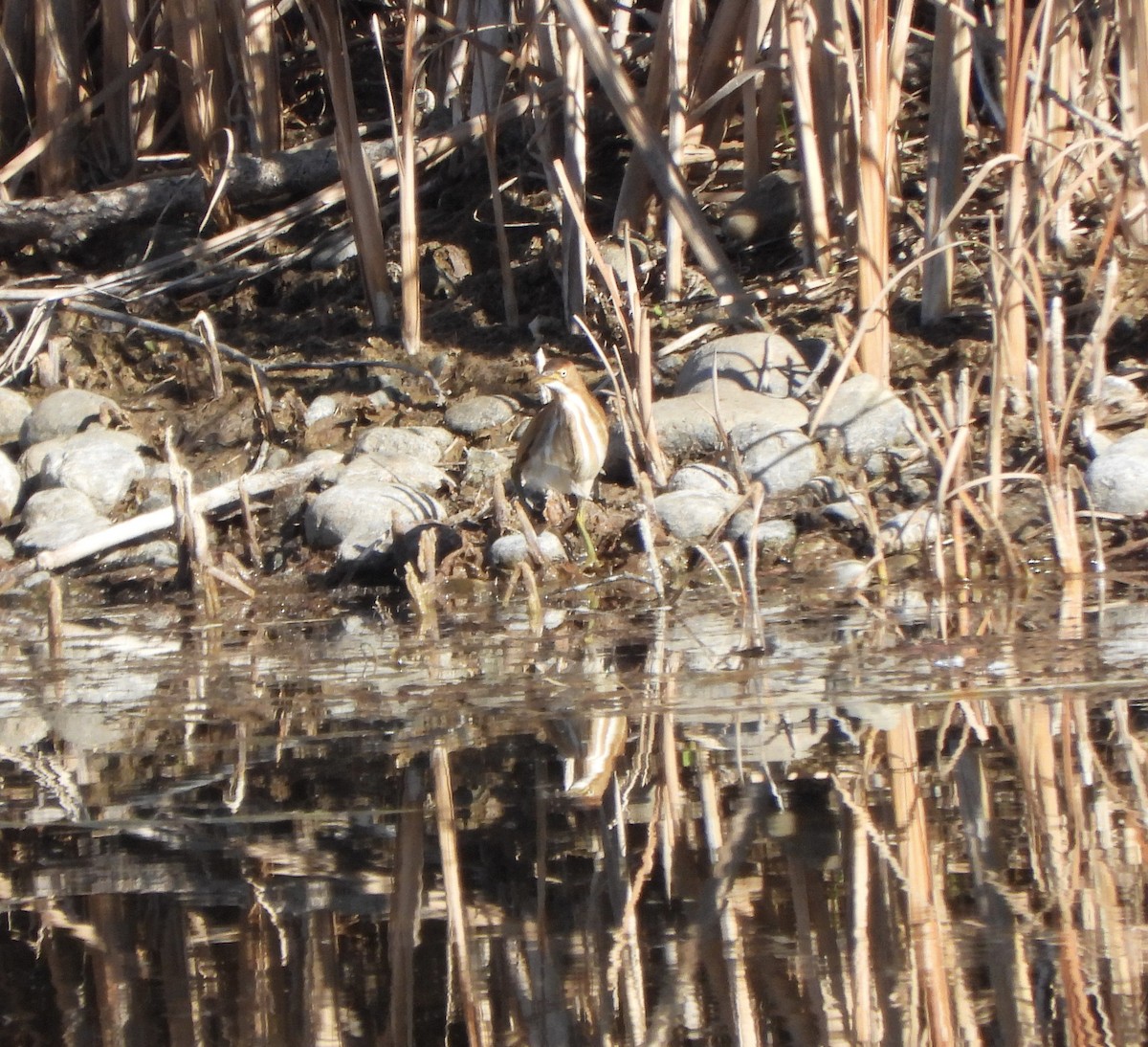 コヨシゴイ - ML645353152