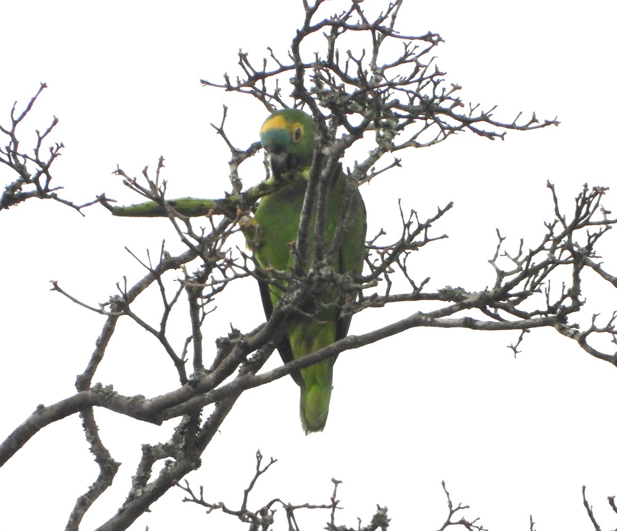Turquoise-fronted Amazon - ML645353155