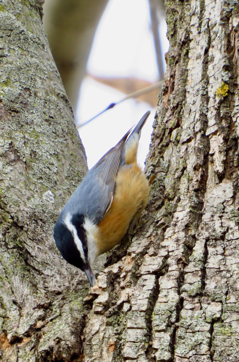 Red-breasted Nuthatch - ML645353156
