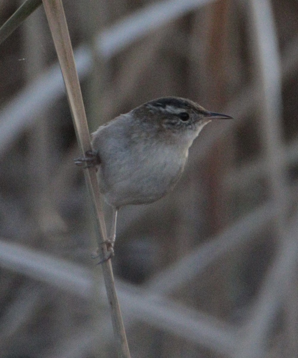 Marsh Wren - ML645353157