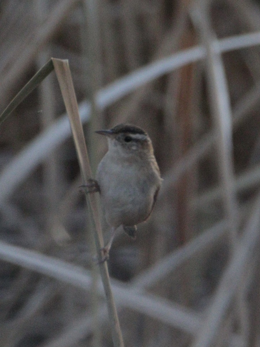 Marsh Wren - ML645353158