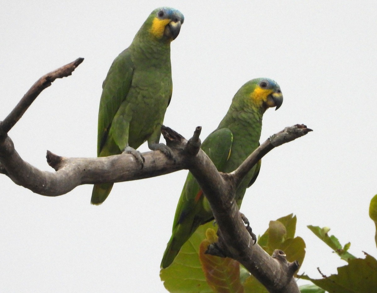 Orange-winged Amazon - ML645353164