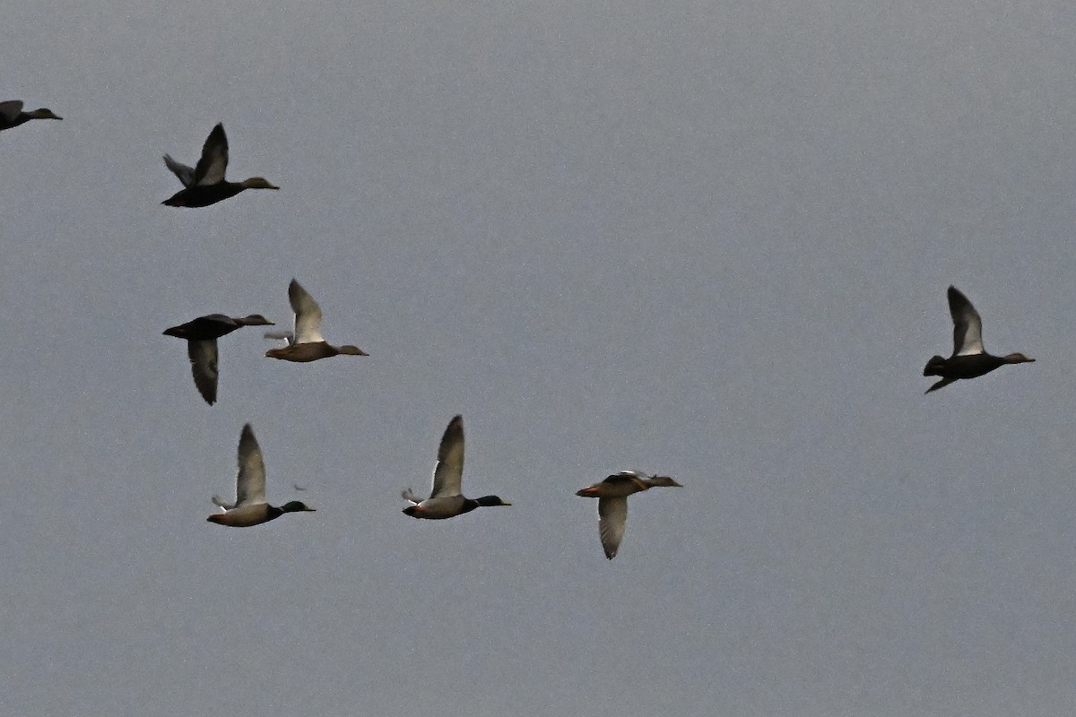 American Black Duck - ML645353175