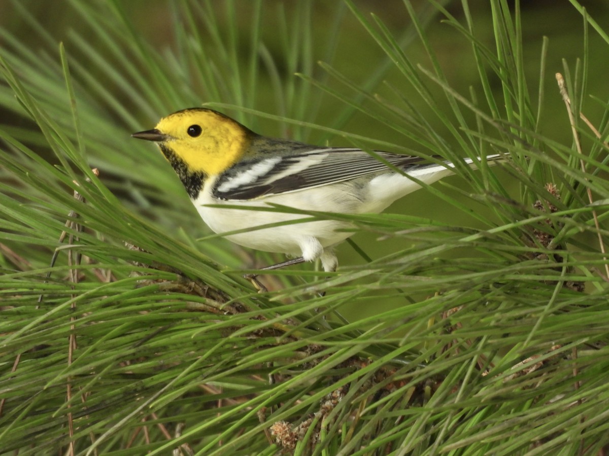 Paruline à tête jaune - ML645353180