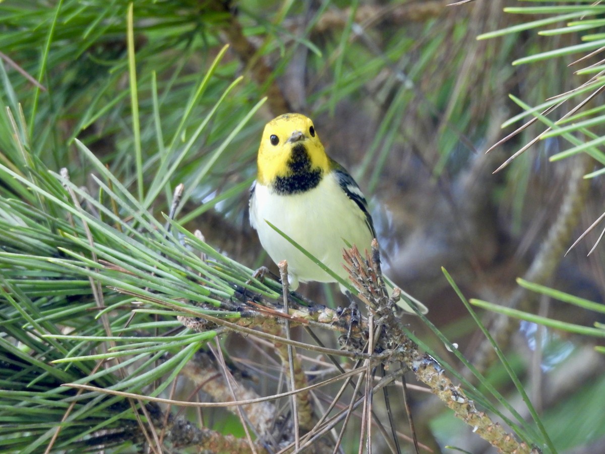 Paruline à tête jaune - ML645353181