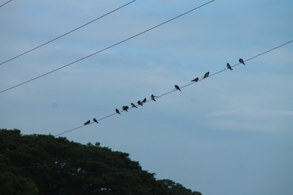 vlaštovka obecná - ML645353187