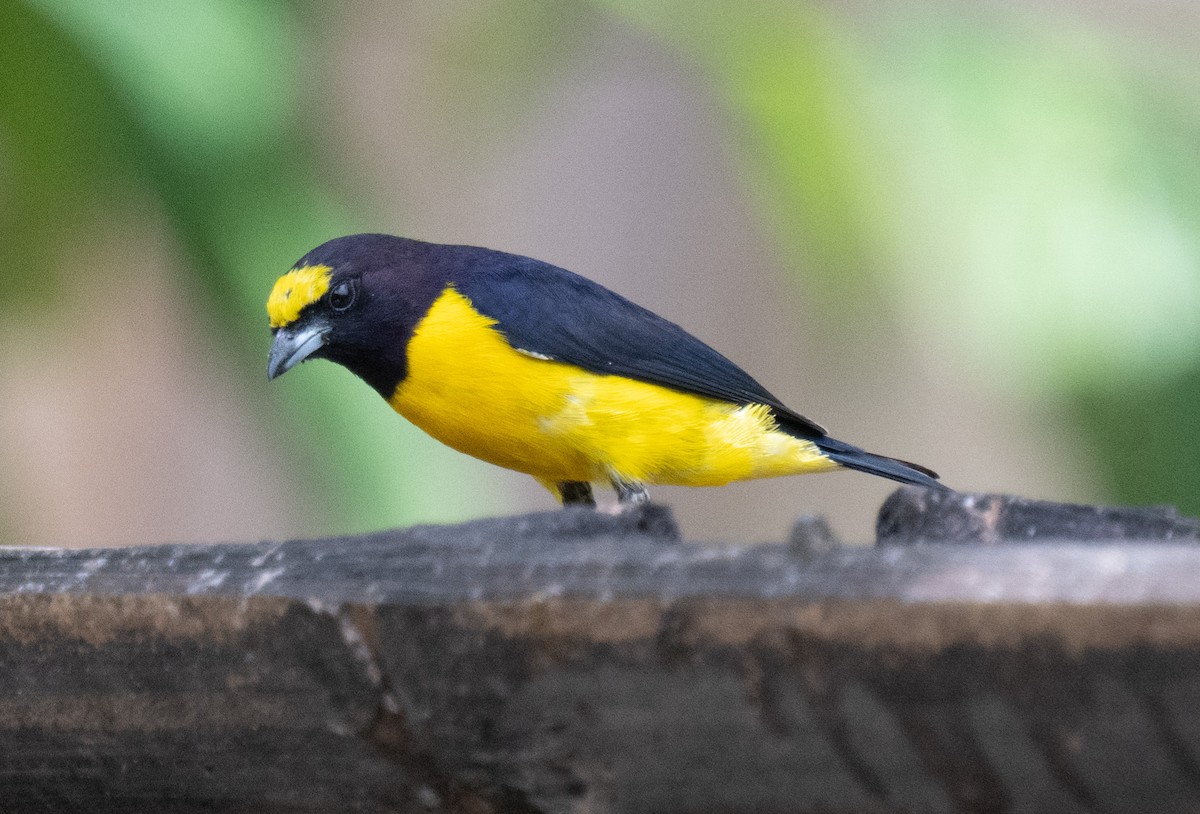 Гутурама пурпуровоголова - ML645353188