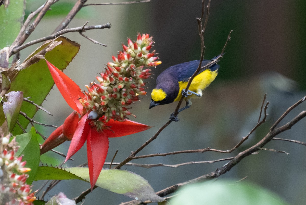 Гутурама пурпуровоголова - ML645353191