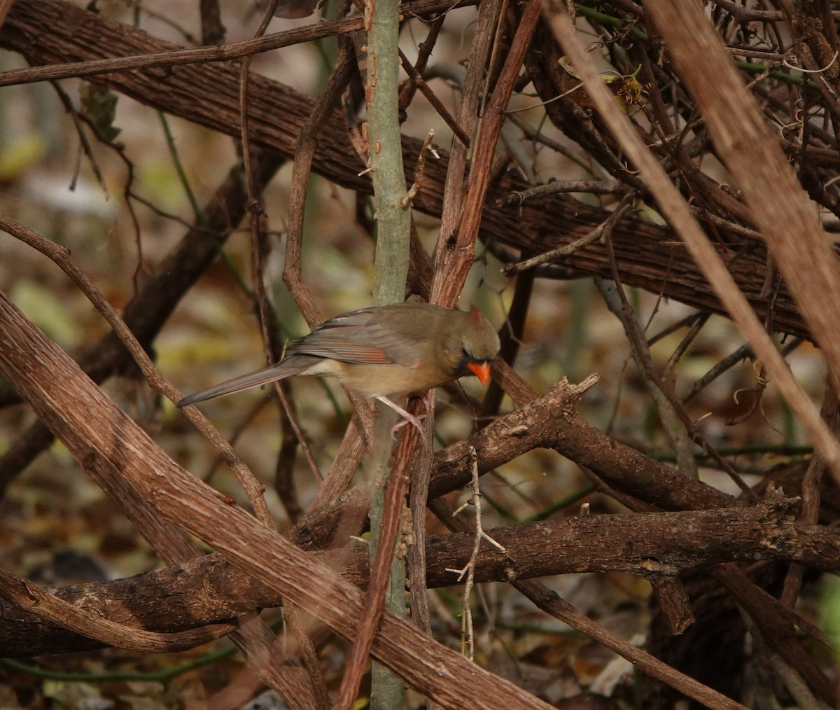 Кардинал червоний - ML645353192