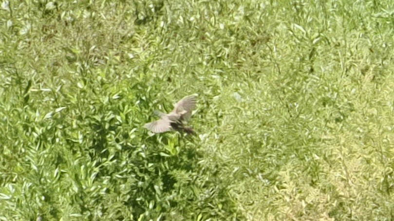White-browed Crake - ML645353194