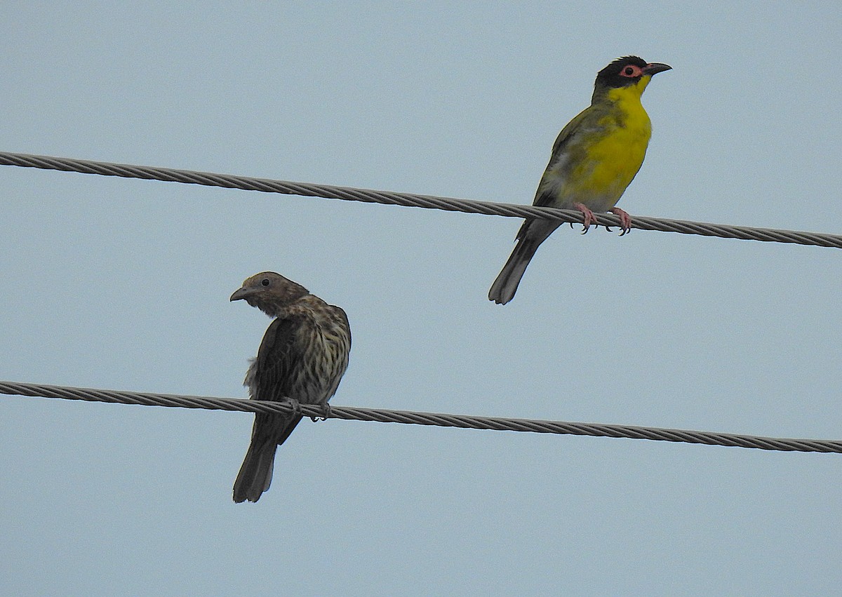 Телюга австралійська - ML645353195