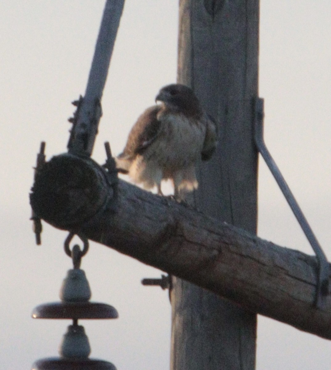 Канюк неоарктичний - ML645353196