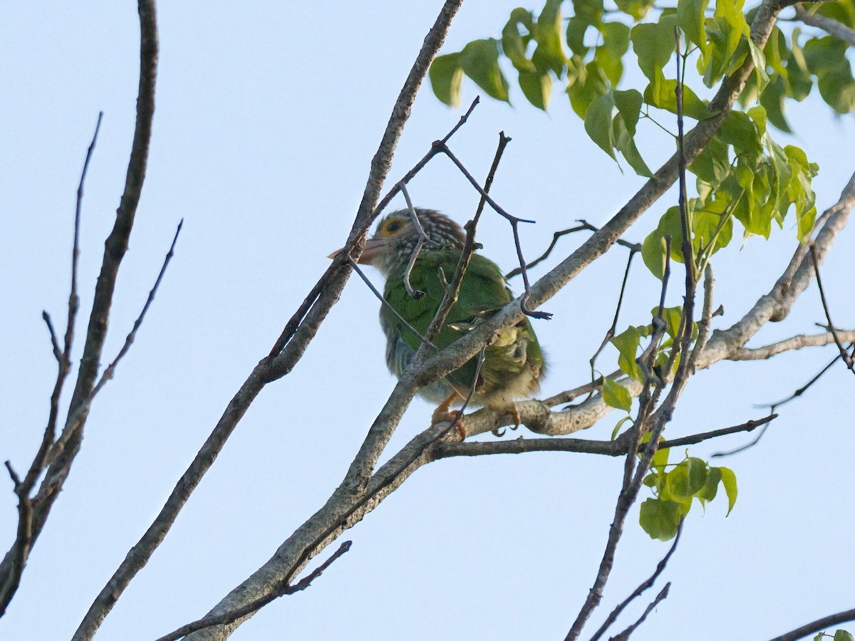 Бородастик смугастий - ML645353198