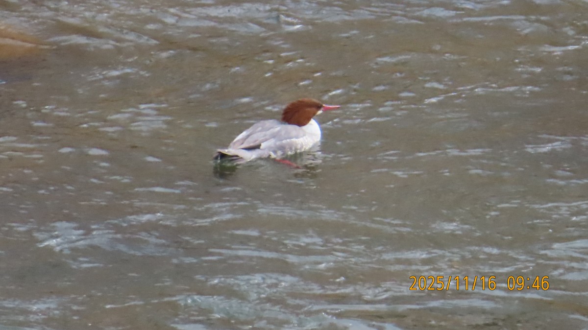 Крех великий - ML645353199