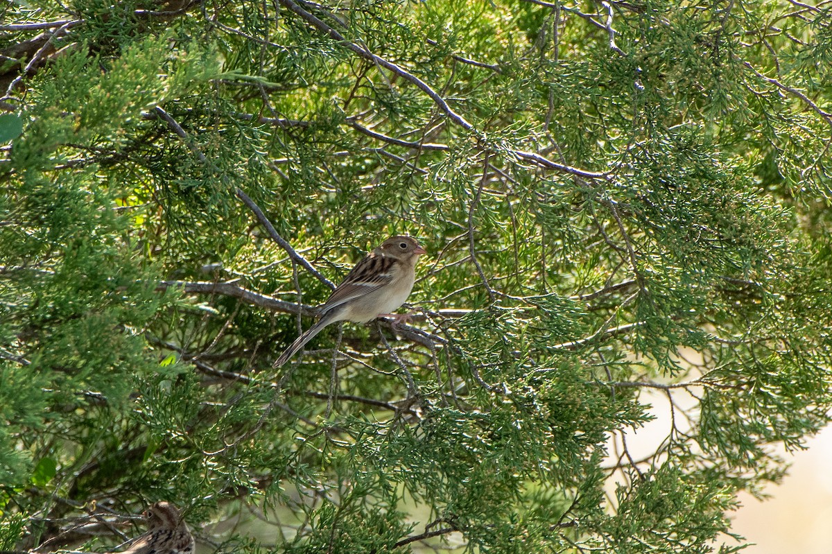 Карнатка польова - ML645353200