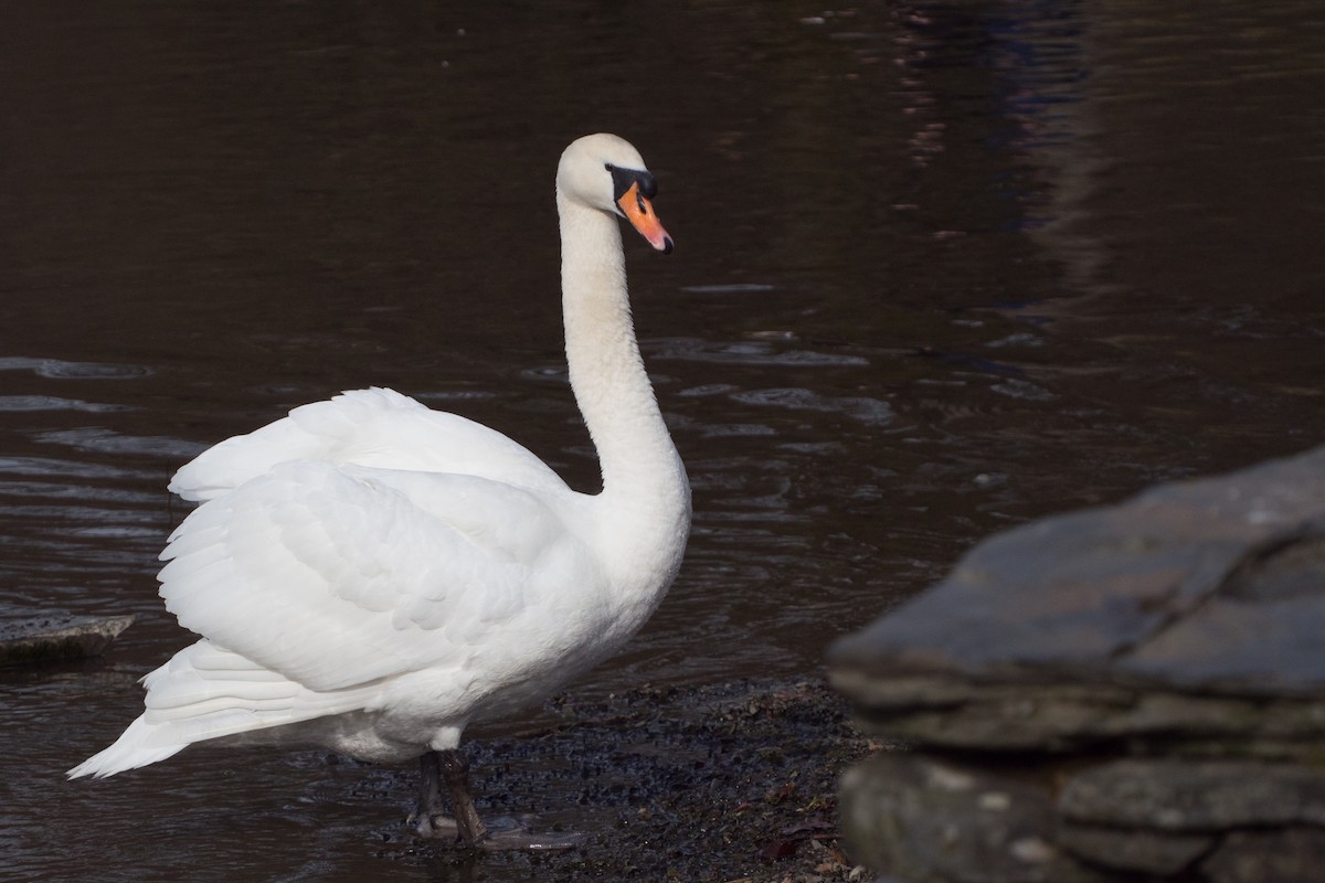Лебідь-шипун - ML645353201