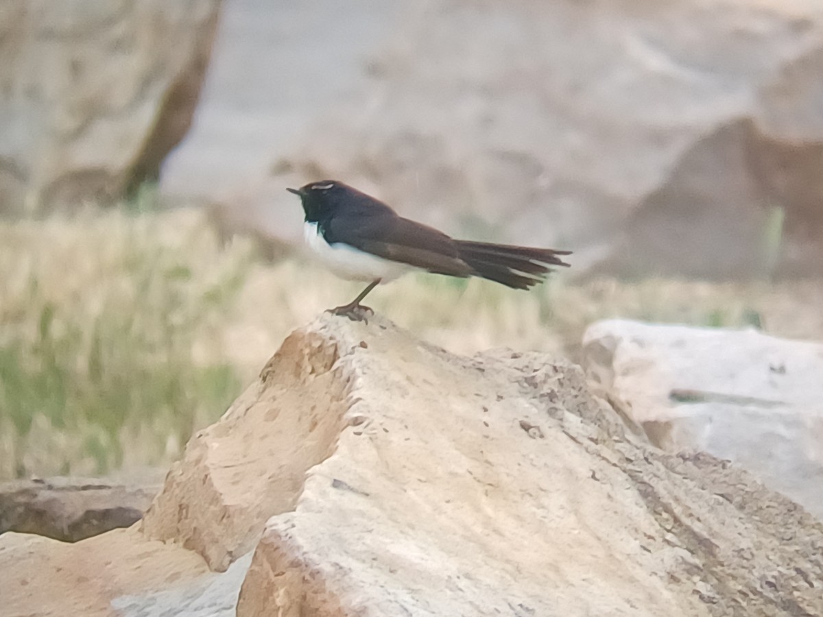 Віялохвістка чорноряба - ML645353202