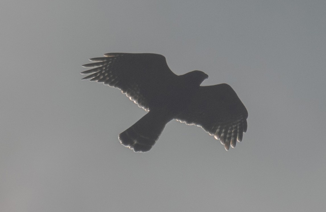 Канюк рудоплечий - ML645353203