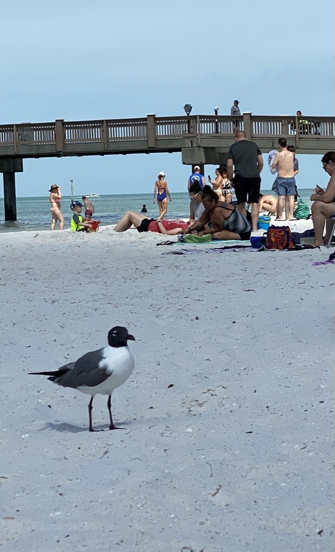 Мартин карибський - ML645353204