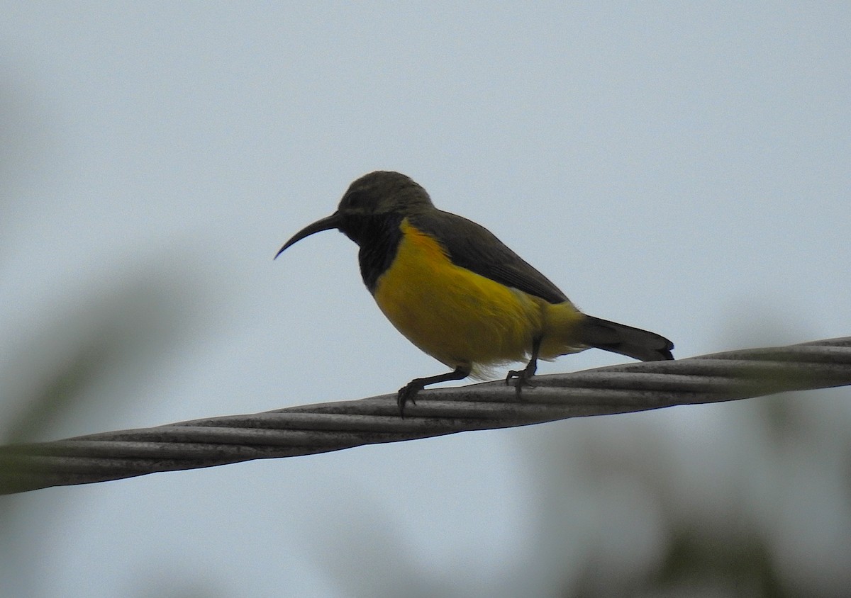 Sahul Sunbird - ML645353205