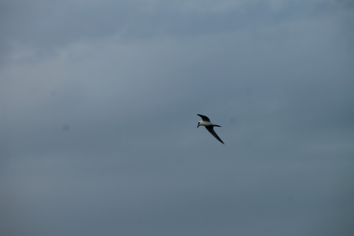 Крячок чорнодзьобий - ML645353206