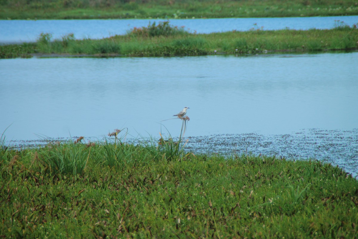 Крячок чорнодзьобий - ML645353207