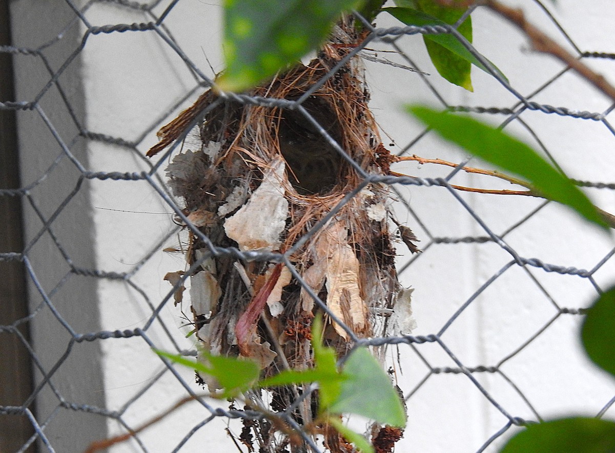 Sahul Sunbird - ML645353209