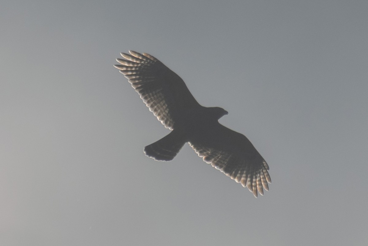 Канюк рудоплечий - ML645353210