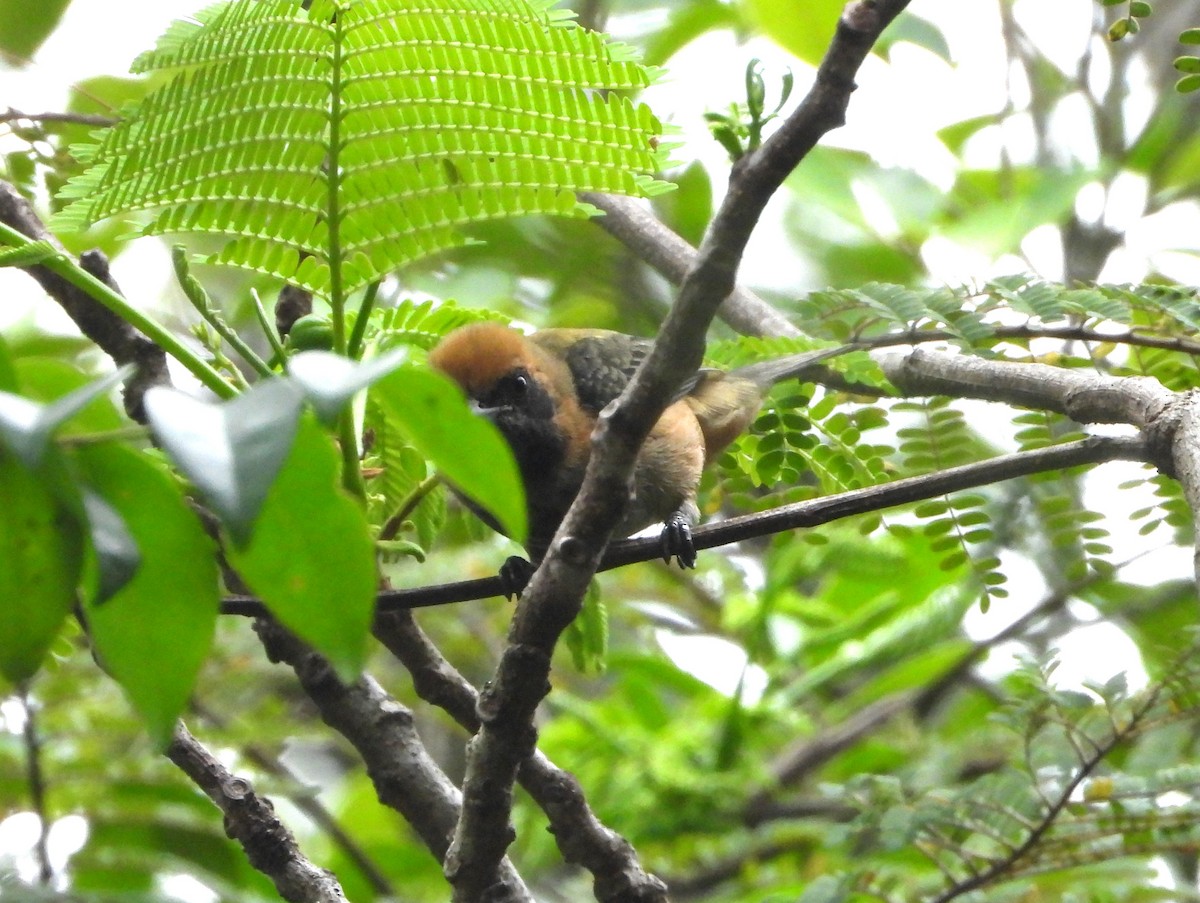 Танагра вохриста - ML645353211