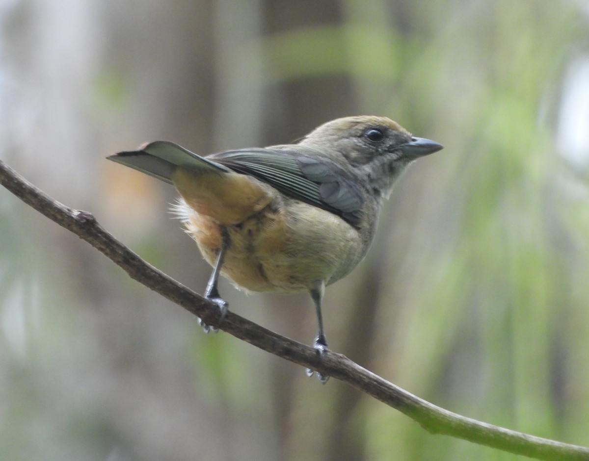 Танагра вохриста - ML645353212