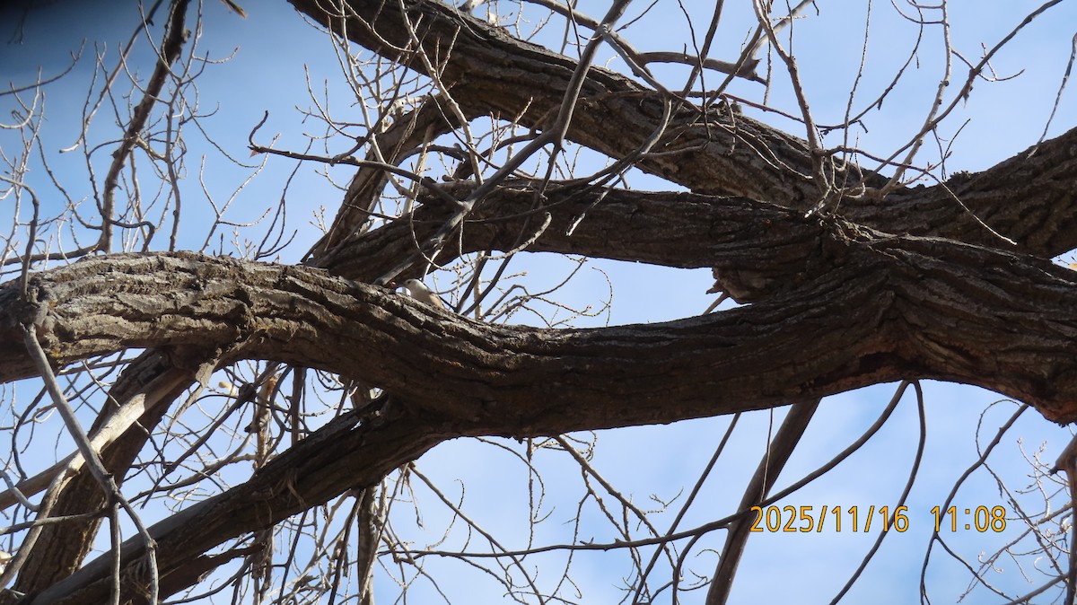 Повзик каролінський - ML645353221