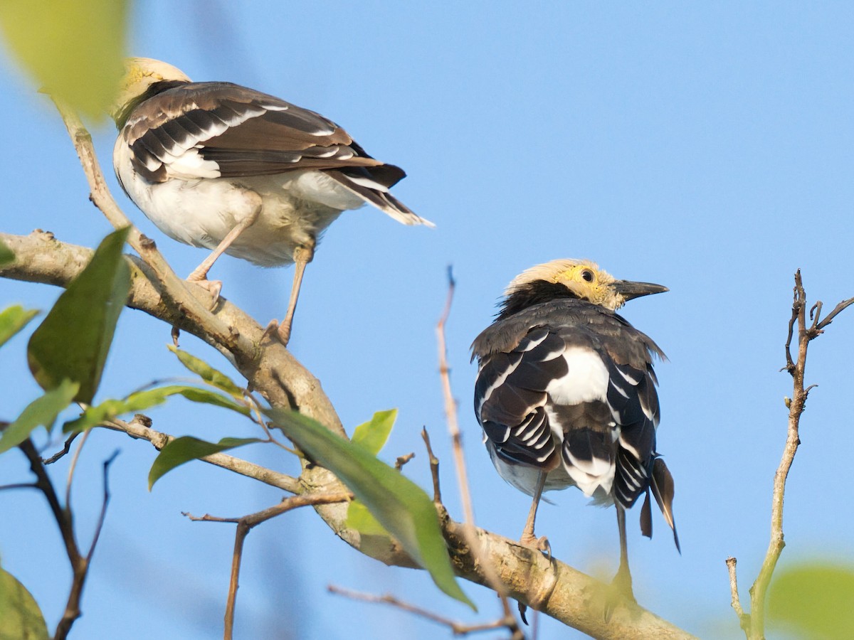 Шпак біловухий - ML645353222