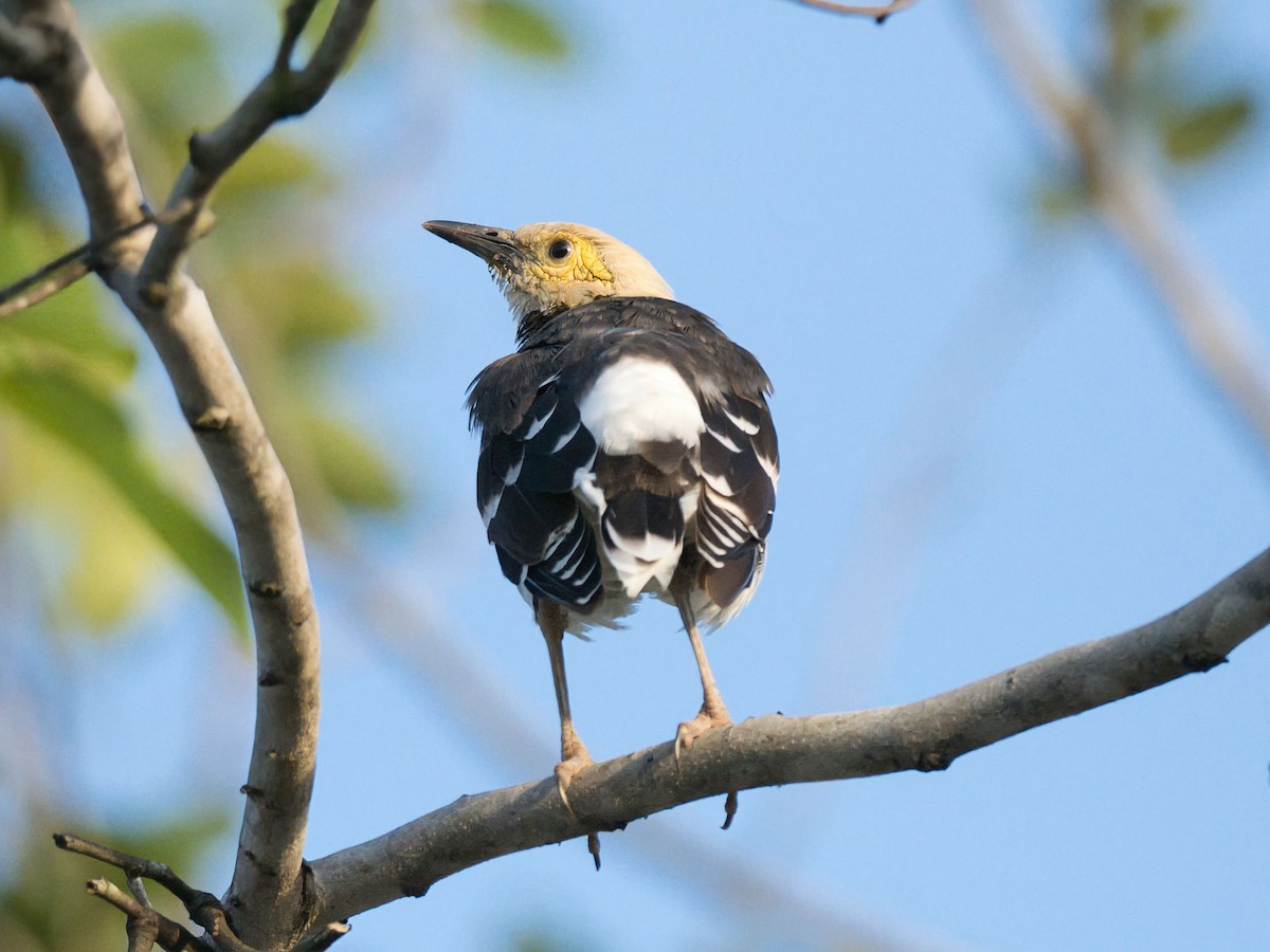 Шпак біловухий - ML645353223