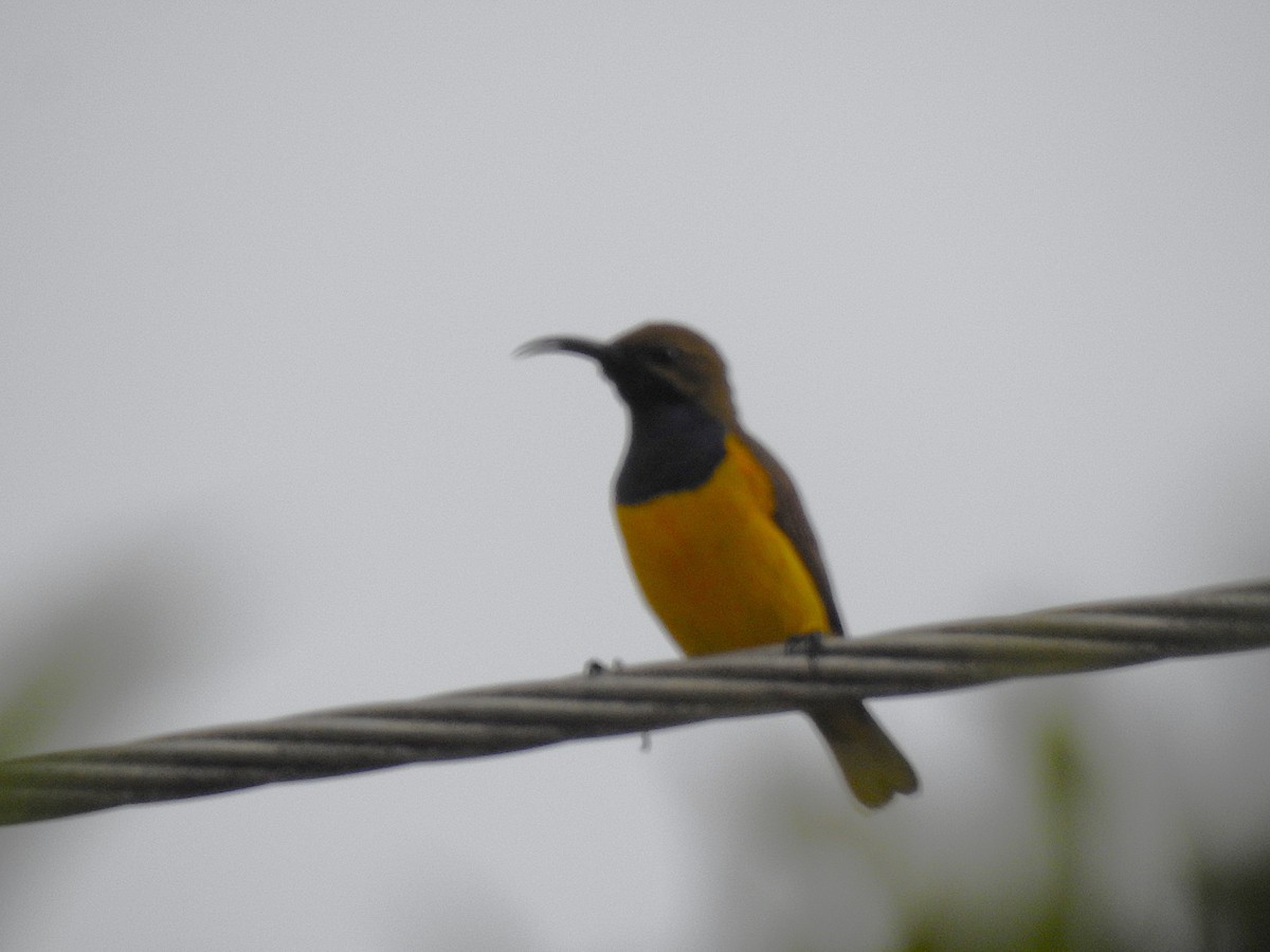 Sahul Sunbird - ML645353224