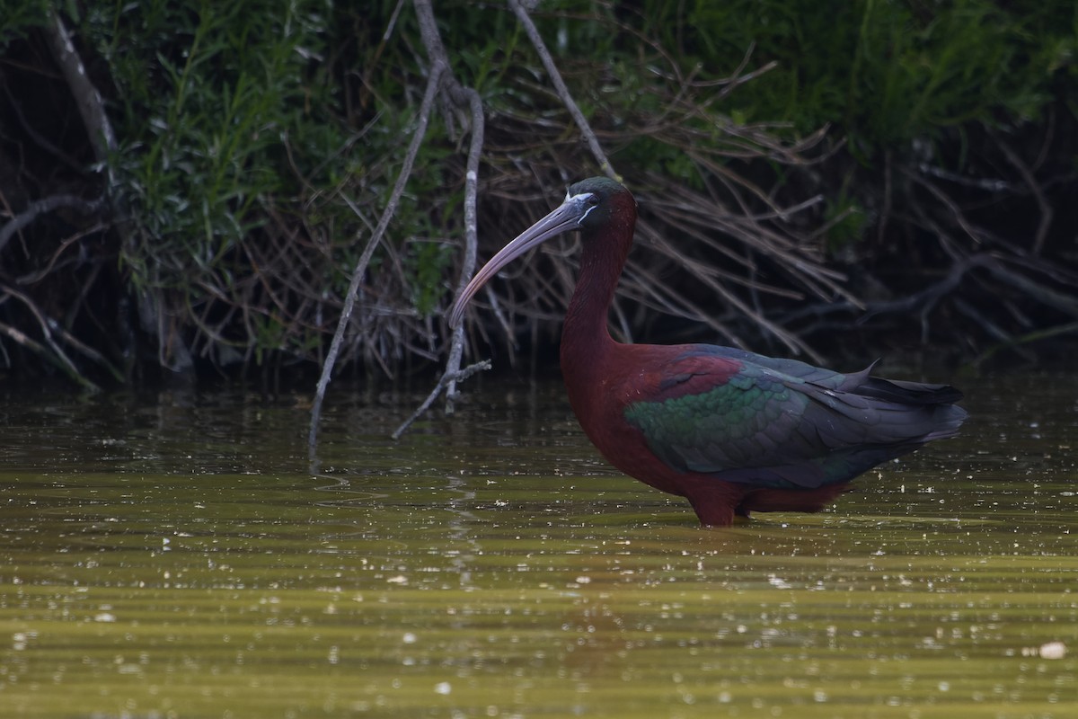 Коровайка бура - ML645353225