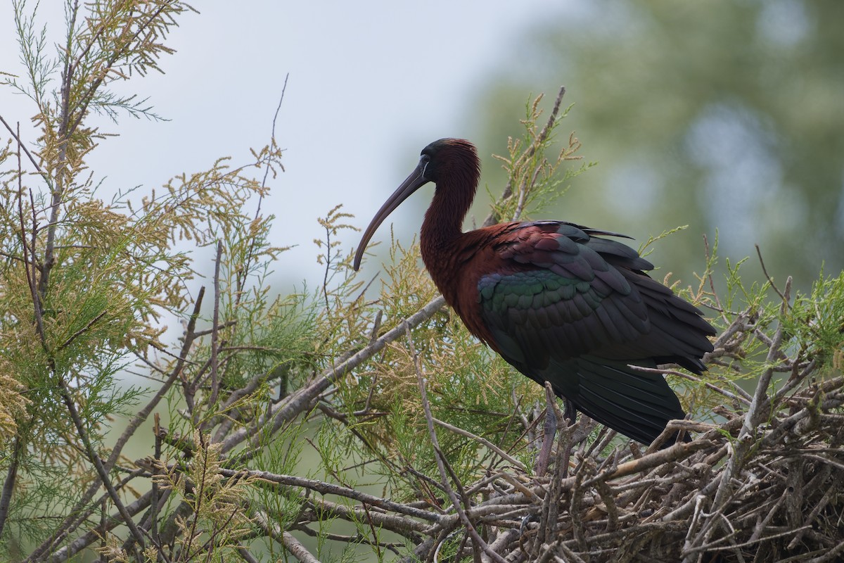 Коровайка бура - ML645353228