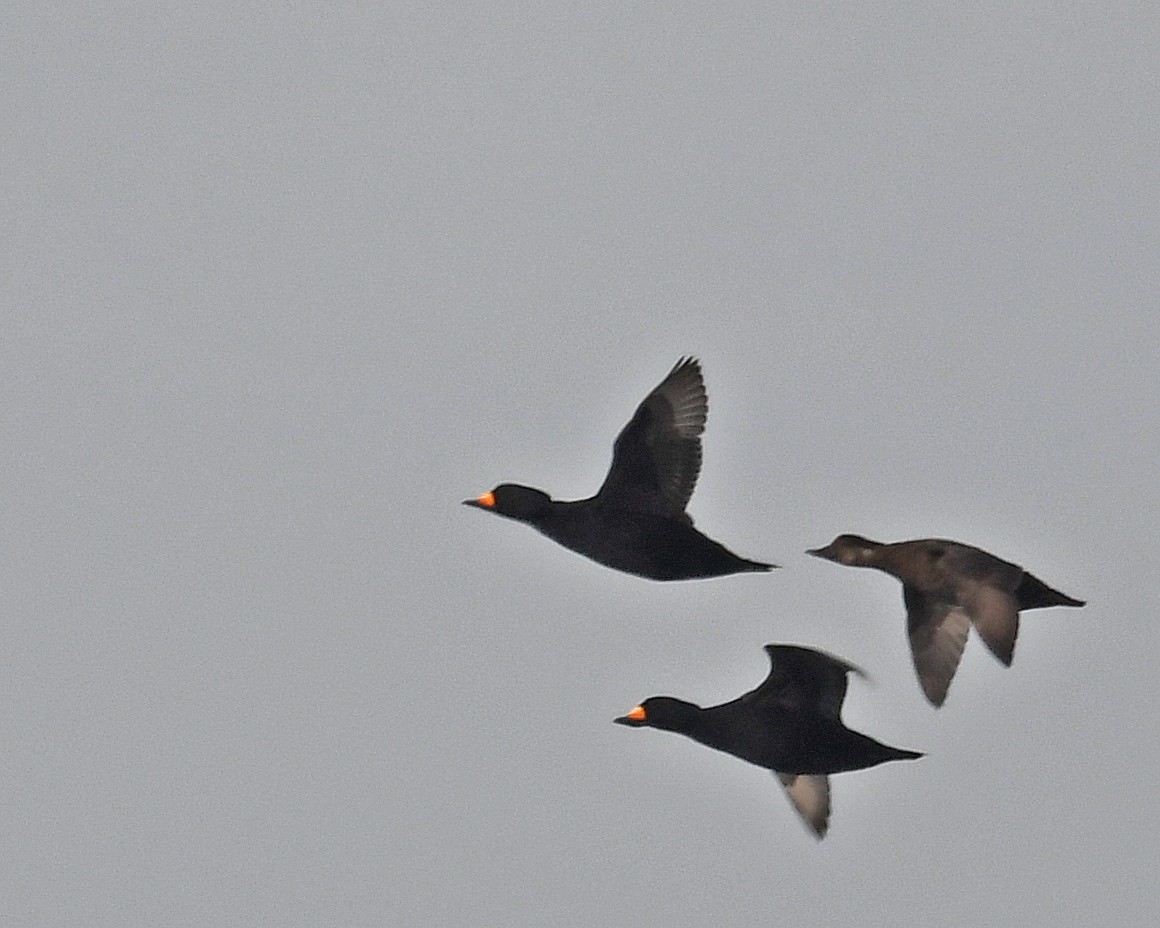 Синьга американська - ML645353231