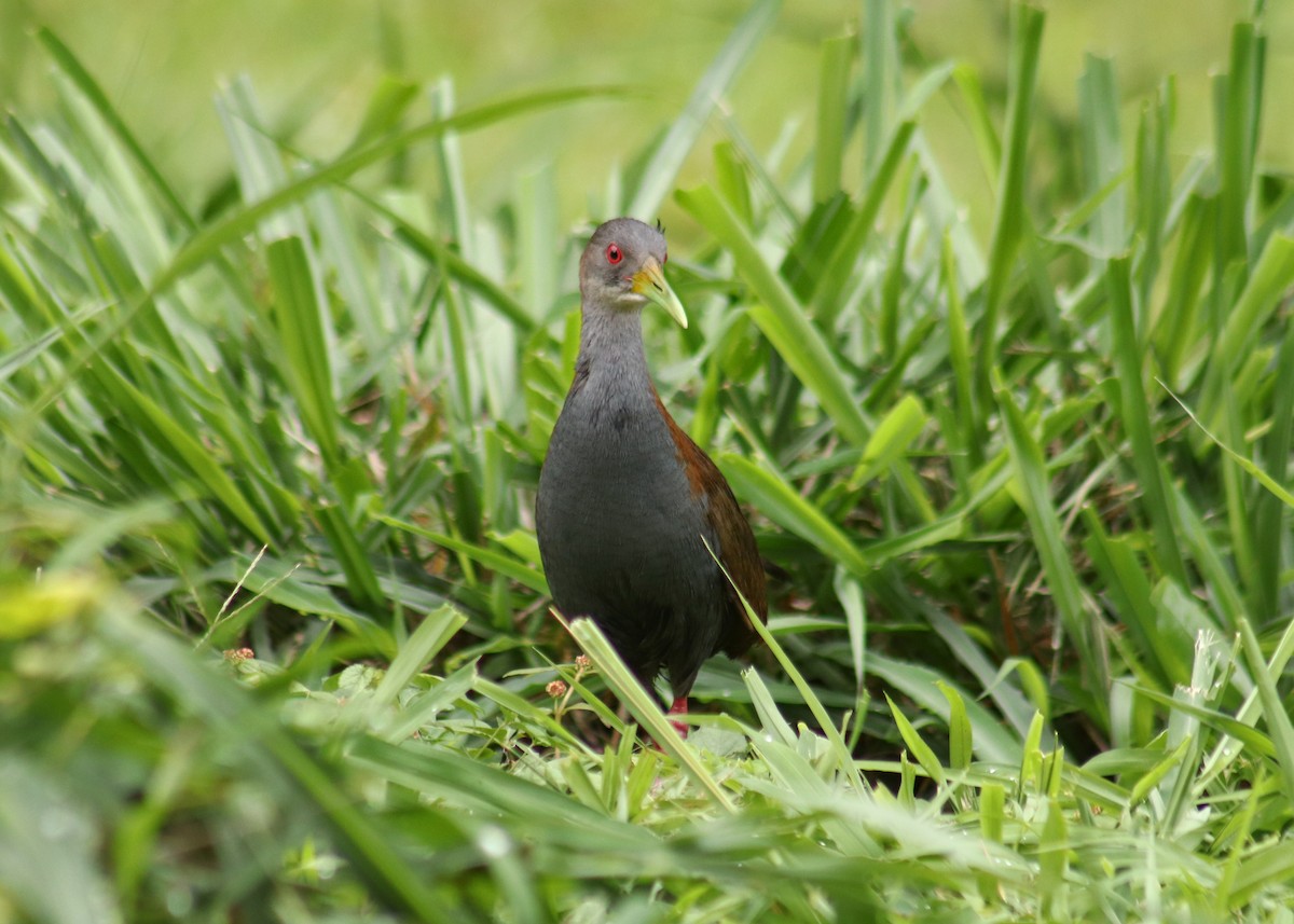 Slaty-breasted Wood-Rail - ML645353232